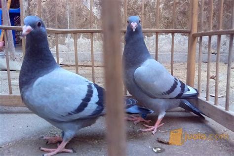 Waktu yang paling tepat yaitu saat pagi dan ketika telur merpati telah menetes, cara budidaya burung merpati pedaging bagi anak piyikan yaitu. Sepasang Anak Merpati Pos Bagus | Magelang | Jualo