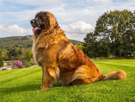 What he created was a large dog with a tawny yellow coat and black points on the muzzle and ears. Halsband voor je Leonberger nodig? | Vind je favoriet bij ...