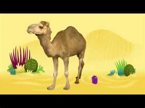 Get out of your chair, jump up on your feet and dance with the camel to the groovy camel beat. Animal Songs Walk Like a Camel, by StoryBots - YouTube