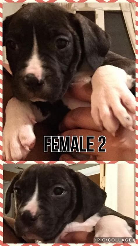 Our presa canario puppies for sale will develop close knit bonds with you and your family. Perro de Presa Canario Puppies For Sale | Chesapeake, VA ...