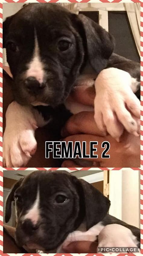 Review how much presa canario puppies for sale sell for below. Perro de Presa Canario Puppies For Sale | Chesapeake, VA ...