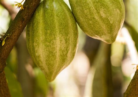 Too tall or too old, the papaya plant had become. Growing Papaya Indoors as a Houseplant | Papaya tree ...