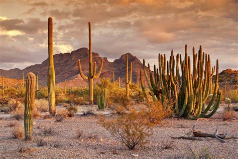 The cactus plant survives in the desert by using the adaptation technique. Scelsablog: Gli ambienti della Terra: i deserti