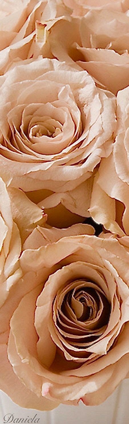 Bring your project to life with a full spectrum of beautiful colors for any color palette or color scheme. champagne roses | Peaches cream, Cream neutrals, Peach