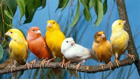 Alasan burung peliharaan masuk daftar burung dilindungi. 7 Jenis Burung Mudah Jinak dan Cocok Dipelihara di Rumah ...