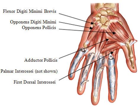 The muscles of the hand are responsible for the hand and fingers' movement. Keyboard Hand Muscles(interossei, lumbricales, thenar ...