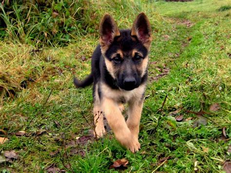 It's a working dog used for rescue, police work, and breeders that guarantee their puppies will exhibit specific characteristics, look a certain way or grow to an exact size are providing false information. German Shepherd Puppy Adoption Near Me | PETSIDI