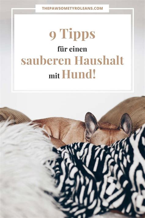 Den vermieter fragen, ob er hunde erlaubt. Sauberer Haushalt mit Hund, Hygiene und Hunde in der ...