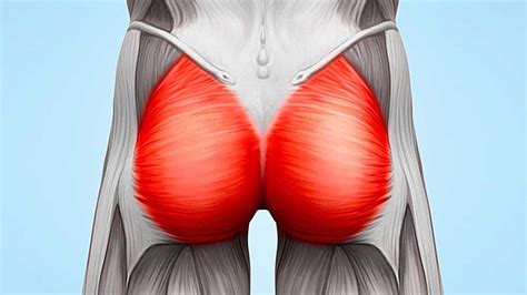 They can be broadly divided into two groups: Glutes Anatomy - Anatomy Drawing Diagram