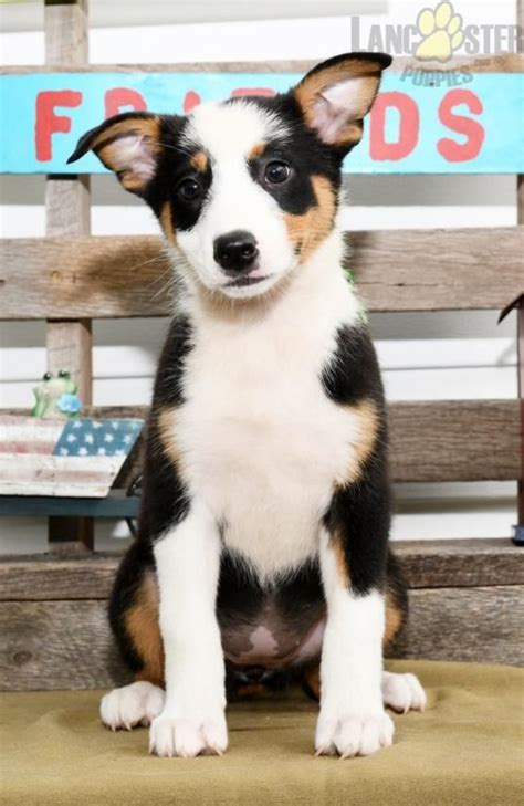 Parents are out of a long live of national and international champions. Chloe - Australian Shepherd Mix Puppy for Sale in Baltic ...