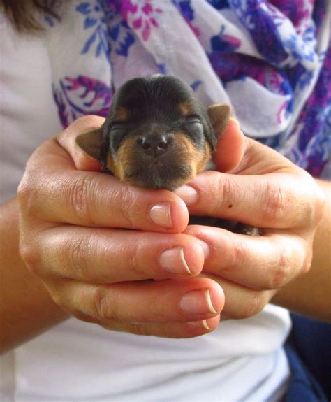 If a yorkie newborn puppy is having a hard time getting to the dam for milk or is constantly pushed away by its. Newborn Yorkshire Terrier Puppies