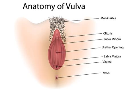 We have surgeries to remove all female parts the moment we're done having kids. Female Reproductive System: Anatomy, Diagram, Parts & Function
