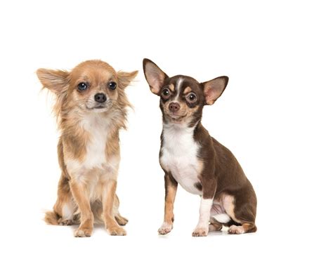 30 Small Dog Breeds That Make Great Pets | Dog breeds ...