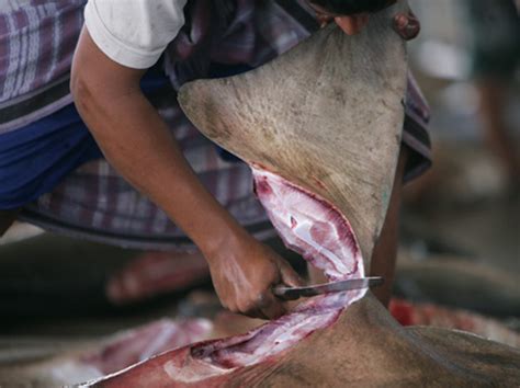 Pada ikan terdapat lima macam sirip, yaitu sirip dada, sirip ekor, sirip perut, sirip dubur, dan sirip berikut sirip ikan dilihat dari penempatan sirip pada badan : P.Pinang Larang Hidang Sirip Ikan Yu Dalam Majlis Rasmi