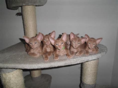 Meine Kaminkatzen - Orientalen in NRW orientalisch ...
