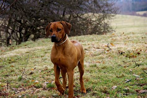 Mit einem gewicht von bis zu 36 kilo zählen sie auf jeden fall zu den größeren hunden. Rhodesian Ridgeback - treuer Begleiter für die ganze Familie