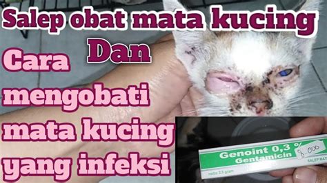 Cara merawat anak kucing yang sakit mata kredit gambar: Cara Mengobati Sakit Mata Pada Kucing - Eva