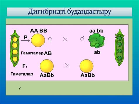 Бірінші ұрпақтағы бір ген белгі бойынша талданатын гетерозиготалы особьтарды өзара шағылыстырса, екінші ұрпақта фенотипі бойынша 3:1 , ал генотипі бойынша 1:2:1 арақатынасында ажырау жүреді. Т??ым ?уалаушылы?ты? хромосомалы? теориясы - биология ...