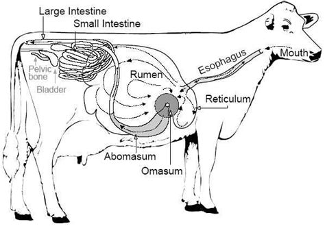 The rumen, reticulum, omasum and abomasum. BEAUTY OF NATURE: MAMMALS