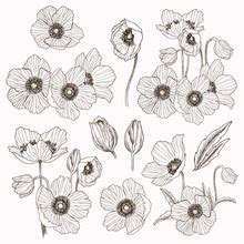 Anemones are one of my favourite flowers and in this tutorial i'll show you step by step how to draw them! Anemone Flower Free Stock Photo - Public Domain Pictures