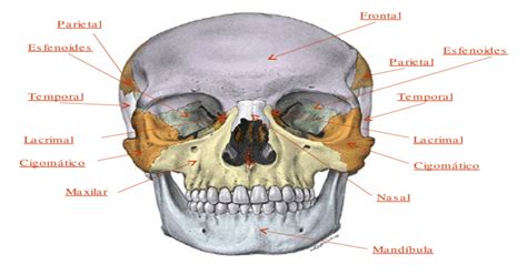 Parietal Frontal Temporal Cigomático Nasal Maxilar Mandíbula Parietal ...