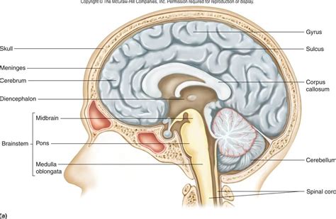 Nervous system diagram central nervous system human anatomy. diancephalon - Google Search | Nervous system diagram ...