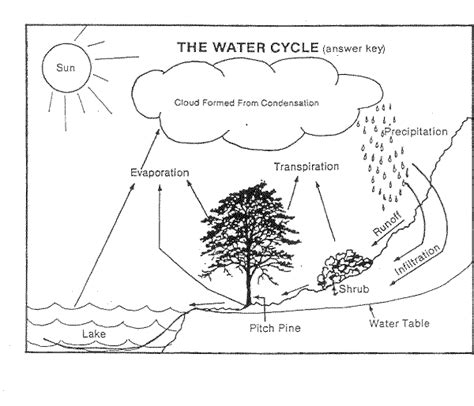 Students can color the 4 stages of the water cycle. 10 Best Images of Water Cycle Worksheet 5th Grade - Water ...