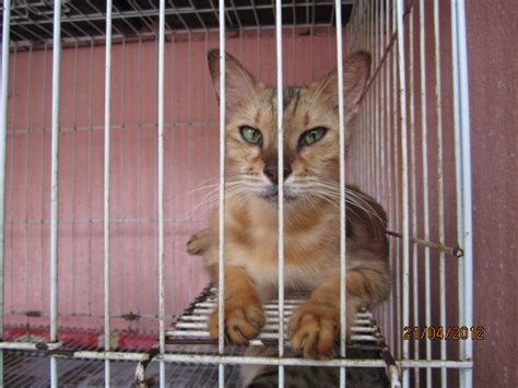 We are a no killing shelter for surrender and stray cats. NewroLogical Muse: Our Trip to Pusat Jagaan Kucing Omiey