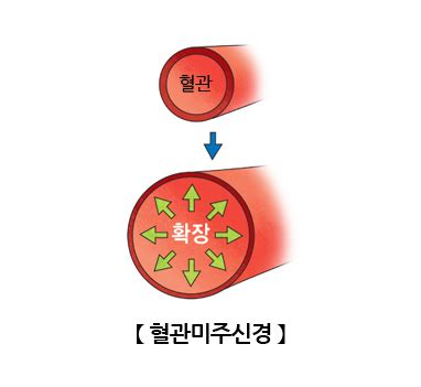 호흡시의 날숨은 교감신경을 억제하고 부교감신경을 활성화 합니다. 혈관미주신경 | 인체정보 | 의료정보 | 건강정보 | 서울아산병원