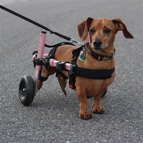 Learn how to construct a homemade dog wheelchair for your elderly, injured, or disabled pet with this diy guide from walkin'. Dog Wheelchairs for Dachshunds & Other Small Dogs | Dog wheelchair, Disabled dog, Dachshund