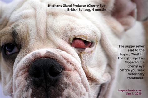 Always contact your vet if you notice anything wrong with. 0829ASingapore veterinary dog cocker spaniel nicitans ...