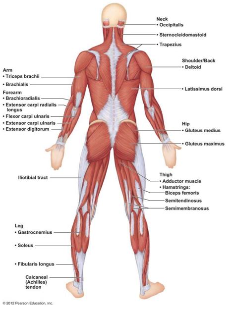 For more videos visit seewhayanatomy.com or follow us on twitter @seewhyanatomy. A & P Ch 6 Muscular System Lab Quiz Practice - Posterior ...