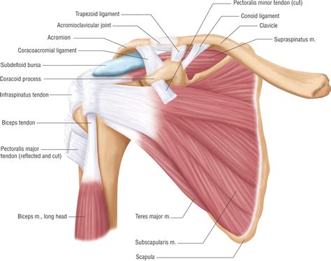 Below the muscle diagrams we have listed a series of exercises which work each muscle. Troubleshooting Crappy Shoulder Pain
