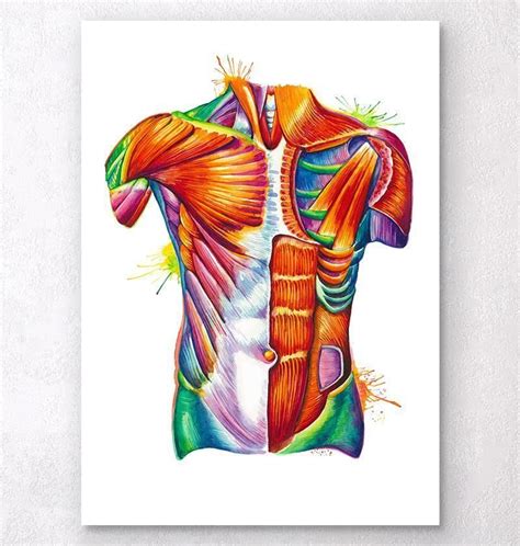 Your abdomen contains the digestive and urinary systems. Pin on ...:::Artsy Feels:::...