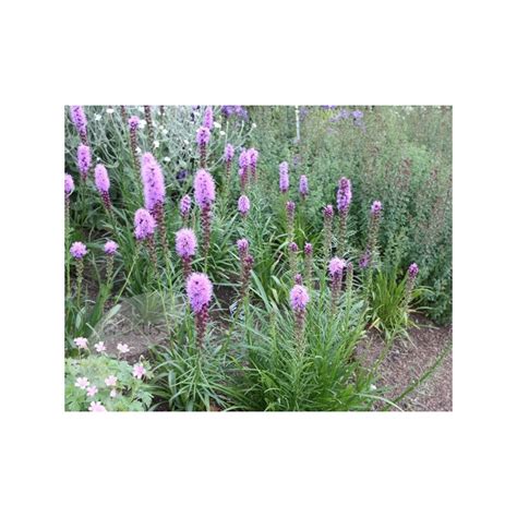 Apr 28, 2020 · cut back to the ground in the winter. Liatris spicata 'Kobold'-www.debomenshop.nl