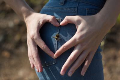 Hummeln sind insekten, die zur familie der bienen gehören. Können Hummeln stechen » Alle Infos rund um den Hummelstich