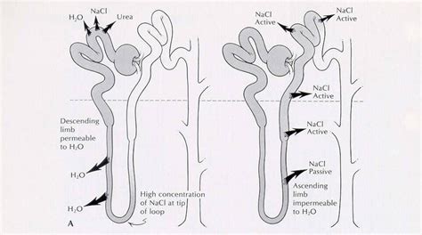 Basically, the longer your loop of henle, the bigger the osmotic gradient that is setup between the kidney's cortex and medulla. Re: Why is there a difference in the thickness of the loop ...