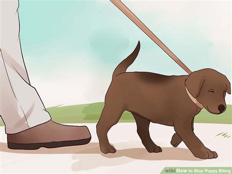 Why is my puppy biting? 3 Ways to Stop Puppy Biting - wikiHow