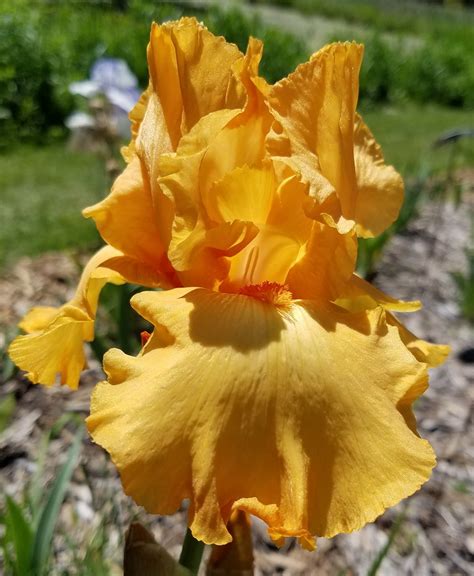 Check spelling or type a new query. Iris Catalog - NE Minneapolis Municipal Iris Gardens