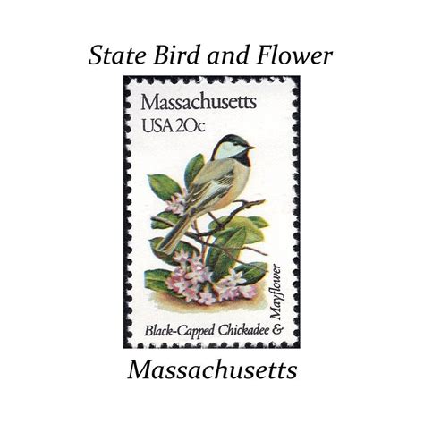 Territory birds as designated by each territory's. Five 20c MASSACHUSETTS State Bird and Flower stamp ...