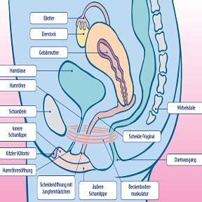 In den weiblichen geschlechtsorganen laufen eine vielzahl von prozessen unter hormonellem einfluss ab. Aufklärung in der Grundschule | Aufklärungsstunde