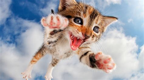 These photos capture adorable kittens midpounce — and we can't get ...