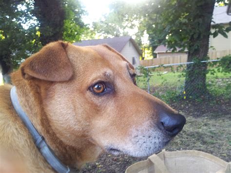 Your best friend is the one who will always need you and miss you in times. My best friend's rescue dog...Max! | Rescue dogs, Best ...