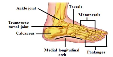 Yellow bauhinia,yellow bell orchid tree, vanasampige, tiruvatti or kolakattai mandarai bauhinia tomentosa in hyderabad , india. Anatomical structure of the human foot. The image shows ...