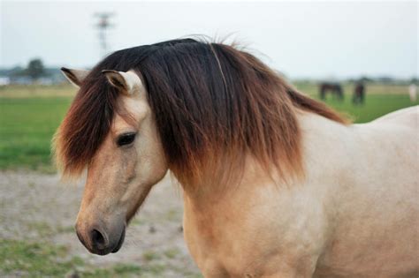 Alleen de sterkste paarden overleefden in het barre ijslandse klimaat en de paarden die niet geschikt waren de paarden in europa werden gebruikt voor vervoer over land. De Kruising: IJslander x Fries x Fjord • Bit Magazine