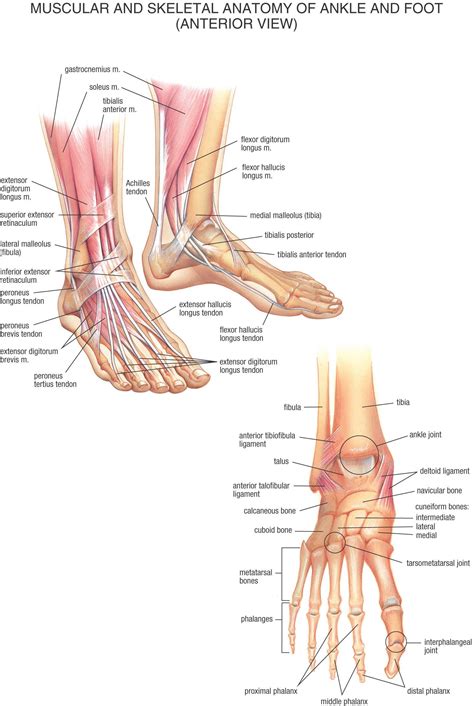 Find out how the different foot bones the most common problems affecting the foot and ankle bones are fractures (breaks in the bone), abnormal the fibula is the smaller shin bone that runs down the outer side of the lower leg. Ankle Bones Diagram - koibana.info | Ankle anatomy, Foot ...