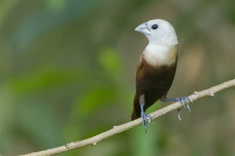 Burung ini boleh meniru suara manusia. Jenis-Jenis Paruh Burung Dan Fungsinya - Bimbel Brilian