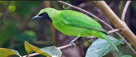 Cara Membedakan Cucak Ijo Jantan Dan Betina | Burung, Hewan, Binatang