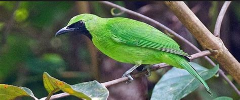 Maybe you would like to learn more about one of these? Cara Membedakan Cucak Ijo Jantan Dan Betina | Burung ...