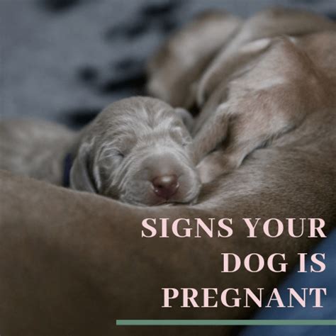 Her abdomen is very round and distended. How Long Is Canine Gestation? Signs and Stages of Dog ...
